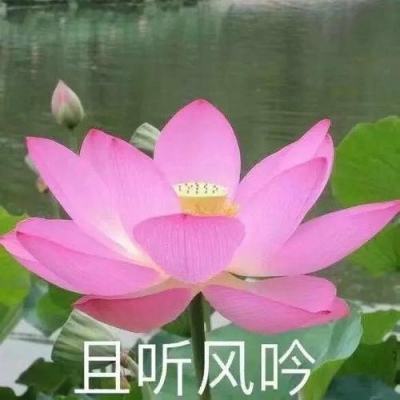 守護海草床 走入鹽田當個公民科學家 - 國家地理雜誌中文網